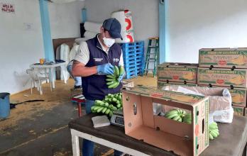 Inspección de agrocalidad a fruta de exportación