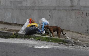 maltrato animal en Quito