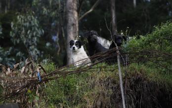 abandono de animales en Quito