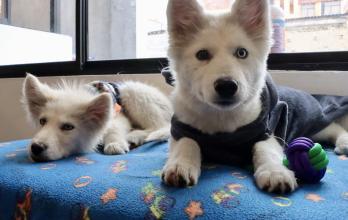 rescate de huskys en quito
