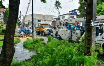 Árbol caído en Guayaquil por las lluvias