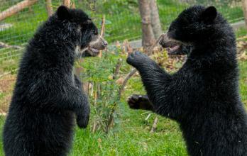 Oso andino zoológico de Quito