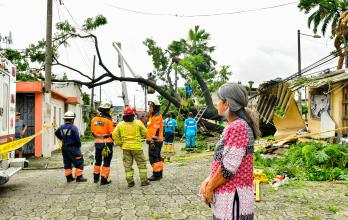 afectada por caída de árbol en La Alborada