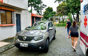carro dañado por caída de árbol