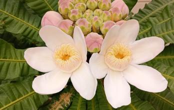 Botánica ecuatoriana