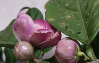 Botanica ecuatoriana