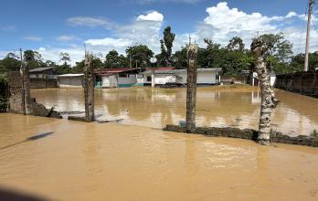 El cacao, el plátano y los cultivos de ciclo corto —sustento vital de estas comunidades— quedaron destruidos.