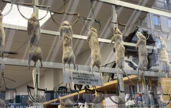 escaparate expone una docena de ratas disecadas