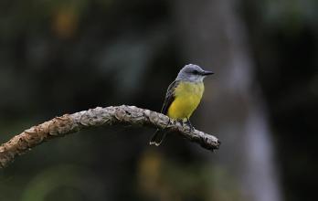 Tyrannus melancholicus