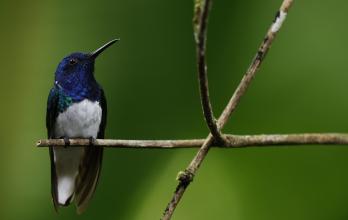 colibrí nuquiblanco​