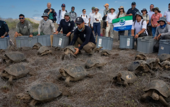 Las tortugas fueron criadas en cautiverio y fueron liberadas en la isla Floreana.