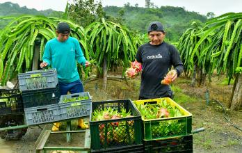 COSECHA DE PITAHAYA EN CERECITA