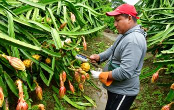 PRODUCCION DE PITAHAYA AMARILLA EN CERECITA