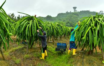 PRODUCCION DE PITAHAYA