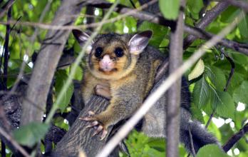 Fotografía de zarigüeya en árbol.