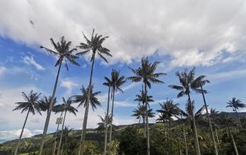 palma de Cera final.jpg