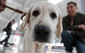 Mundo, aeronáutica, México, Mascotas