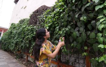 Plantas ornamentales invasivas.