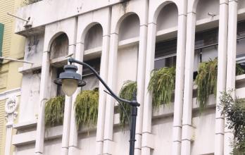 Plantas ornamentales invasivas.