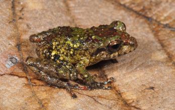 Ranas en la cordillera