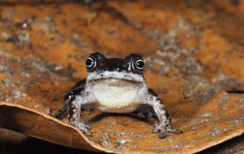 Ranas nuevas en cordillera