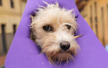 Canes rescatados participan en sesión fotográfica para encontrar hogar