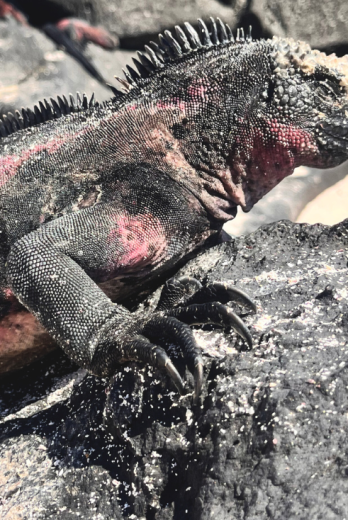 Iguana marina de Galápagos.