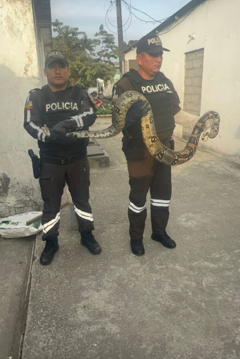 Boa