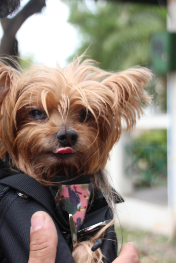 PERROS EN SAN FELIPE