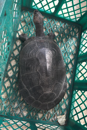Turtles