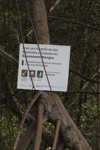 TALA DE MANGLE (15462837)