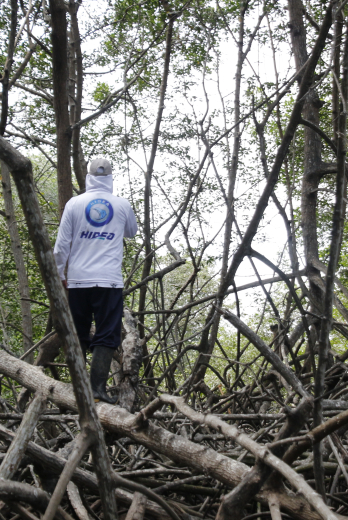 TALA DE MANGLE (15462881)