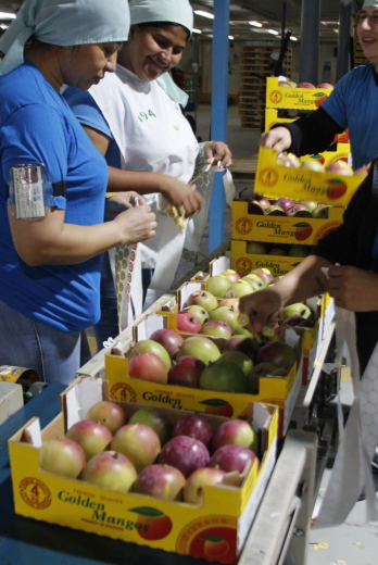 Control de calidad de mangos de exportación