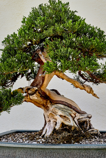 Un bonsái puede ser un excelente regalo.