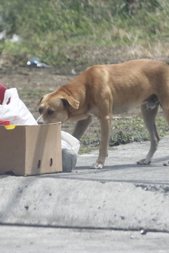 ANIMALES EN CONDICION (15737557)