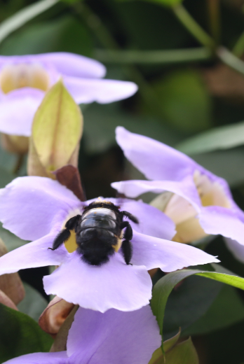 Plantas ornamentales invasivas.
