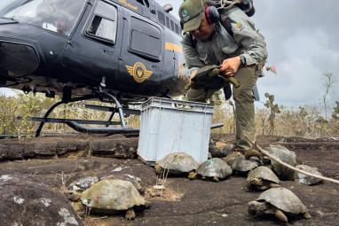 Repatriadas las tortugas de Galápagos