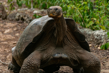 Referencial. Las tortugas liberadas tienen entre 7 y 15 años.