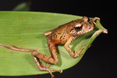 Ranas nuevas en cordillera