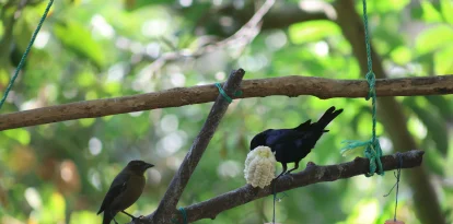 PomasQuinde es el primer sitio de avistamiento de aves de Quito y alberga 29 especies de aves silvestres.