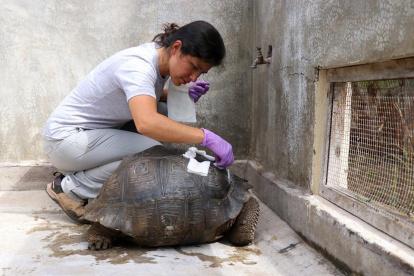 Luego del incidente, la tortuga quedó con el carapacho roto e incluso provocó que una parte de este se incrustara en su cuerpo.