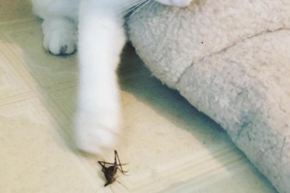 Evita que tu gato coma un grillo, porque eso le puede provocar problemas de salud.
