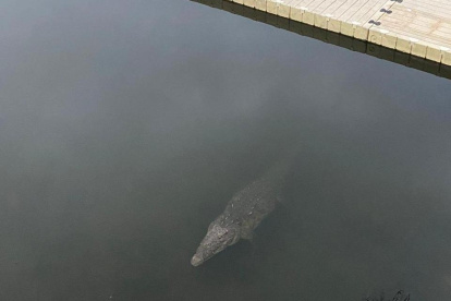 El cocodrilo. Apareció la tarde del sábado ante la mirada de los visitantes.