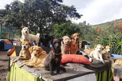 Los rescatistas piden ayuda para encontrar un nuevo lugar donde cuidar a las mascotas.