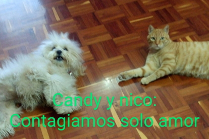 En las redes sociales destacan fotografías de mascotas con mensajes alusivos a la campaña.