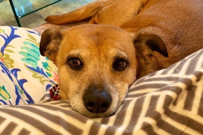 Pinchi es el perrito de "La Flaca" al que se lo llevó desde Ecuador.