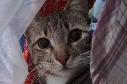 Moa fue rescatada. Quedó encerrada en casa tras la muerte de su dueña, junto a otro gato, una perrita y dos pajaritos.