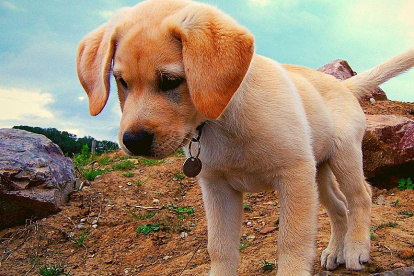 El labrador es el perro de raza más preferido en Estados Unidos. Lleva 29 años en esa posición. Conoce las 15 razas favoritas.