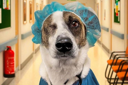 Robin, un perro mestizo que fue rescatado y forma parte del club.