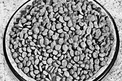 Por un plato de lentejas y 30 monedas de plata.